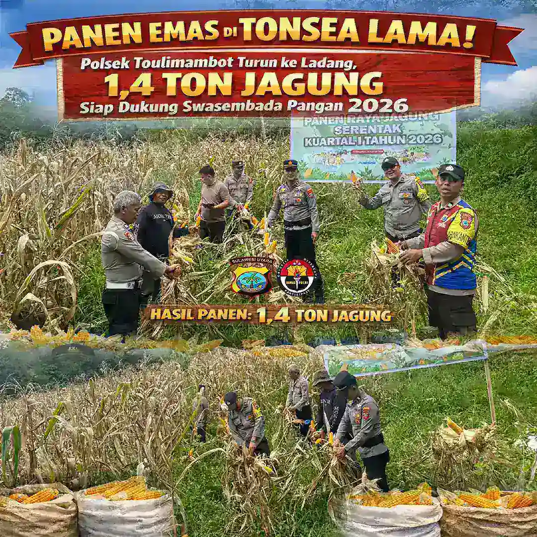 Panen Emas di Tonsea Lama! Polsek Toulimambot Turun ke Ladang, 1,4 Ton Jagung Siap Dukung Swasembada Pangan 2026